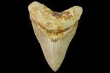 Serrated, Colorful Megalodon Tooth - Indonesia #151826-1